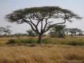 A nice tree in Serengeti NP